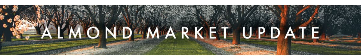 Rows of almond trees in an orchard with sunlight filtering through, overlaid with the text Almond Market Update..