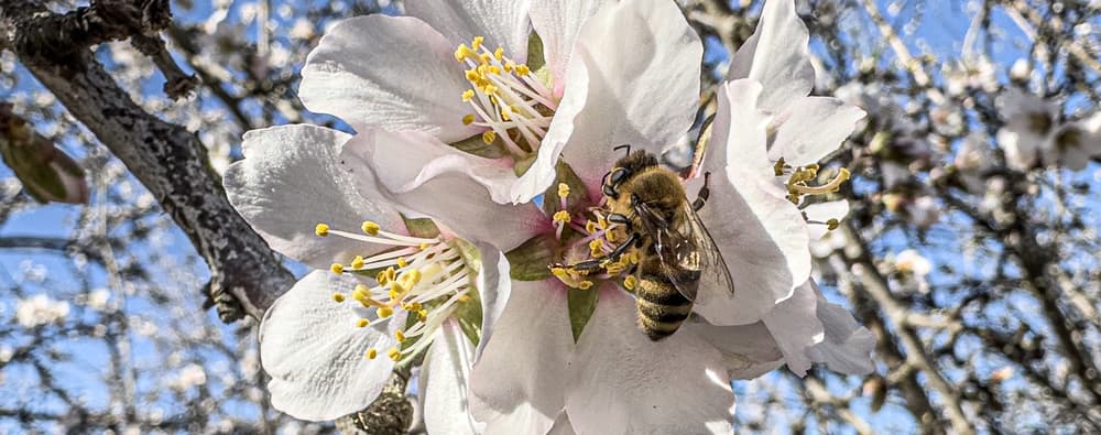 A bee collects pollen from a white blossom on a tree branch with more flowers and a blue sky in the background.