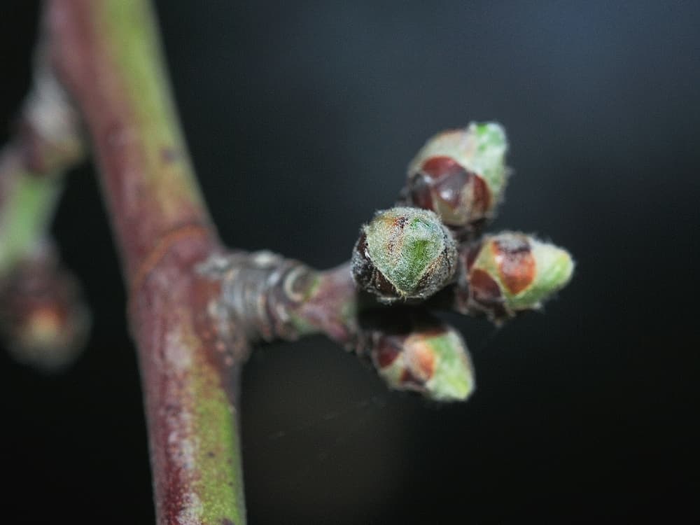 Close-up of a tree branch with several small buds beginning to open against a dark background.