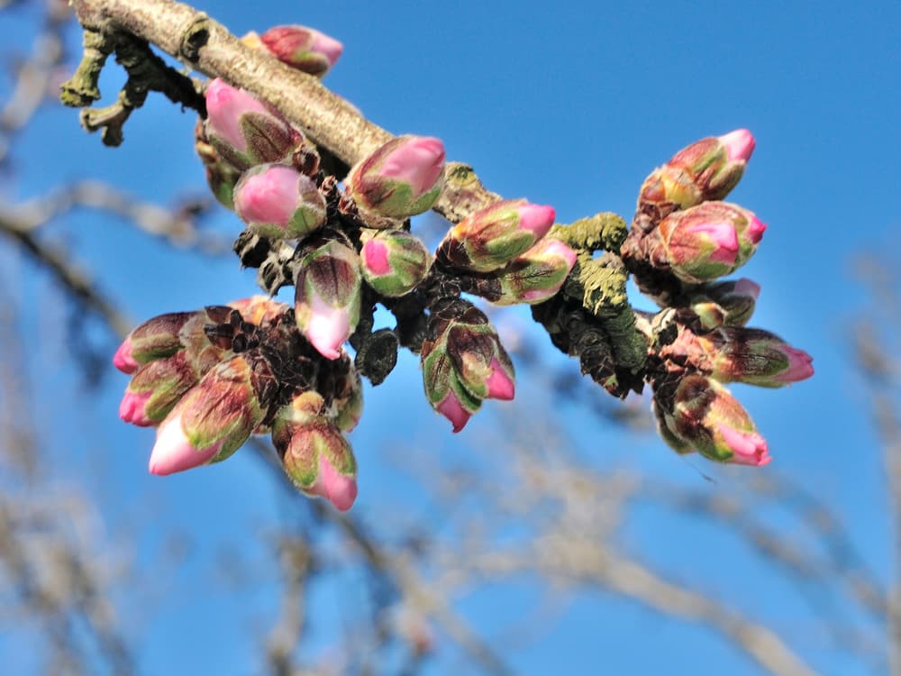 Close-up of a tree branch with clusters of pink flower buds against a clear blue sky.
