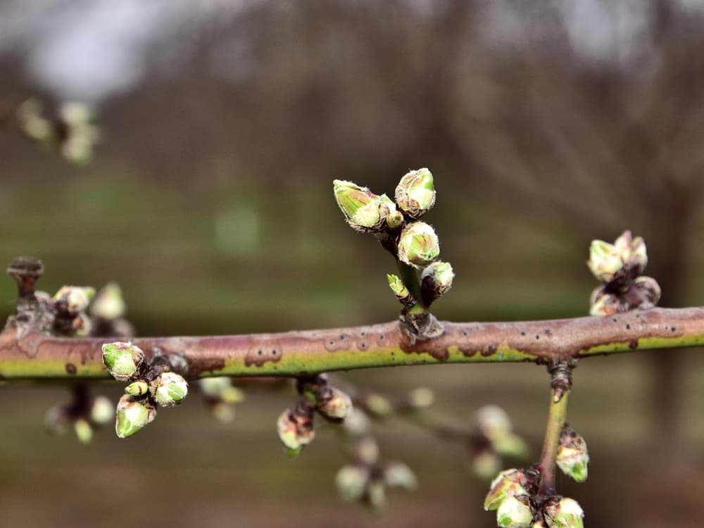 Close-up of several small green buds on a brown tree branch, with a blurred natural background.