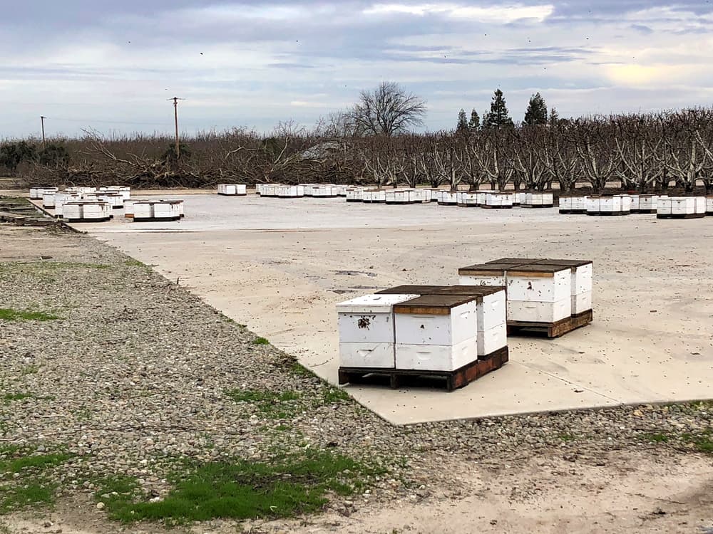 Rows of white beehive boxes are arranged on a concrete pad near an orchard, with leafless trees and cloudy sky in the background.