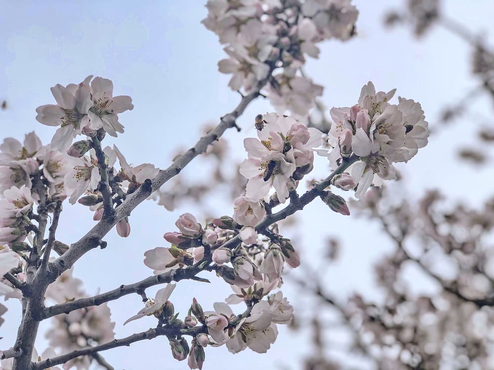 Close-up of tree branches with light pink blossom flowers and a few bees collecting nectar against a pale sky.
