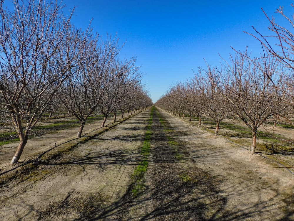 Rows of leafless trees line a dirt path stretching into the distance under a clear blue sky.