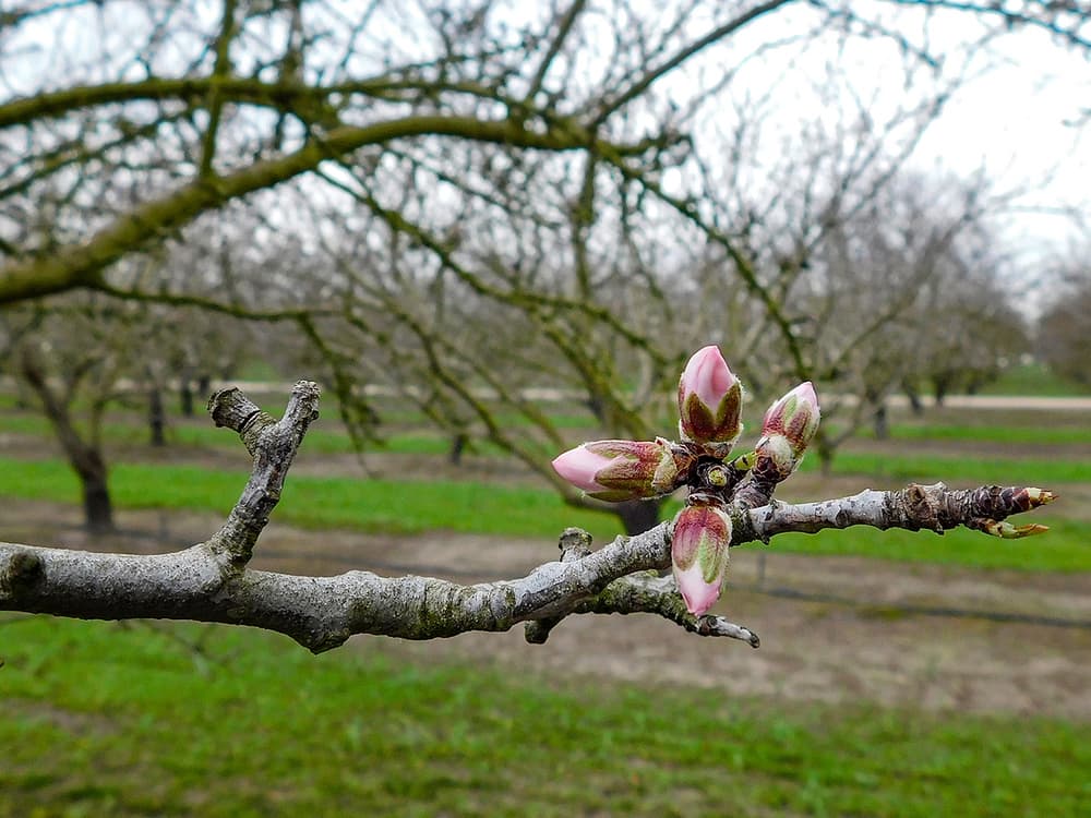 A close-up of a tree branch with pink flower buds, set against a background of leafless trees and green grass.