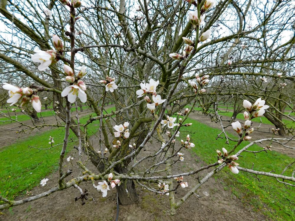 Close-up of tree branches with white and pink blossoms, set against a background of green grass and bare branches in an outdoor setting.