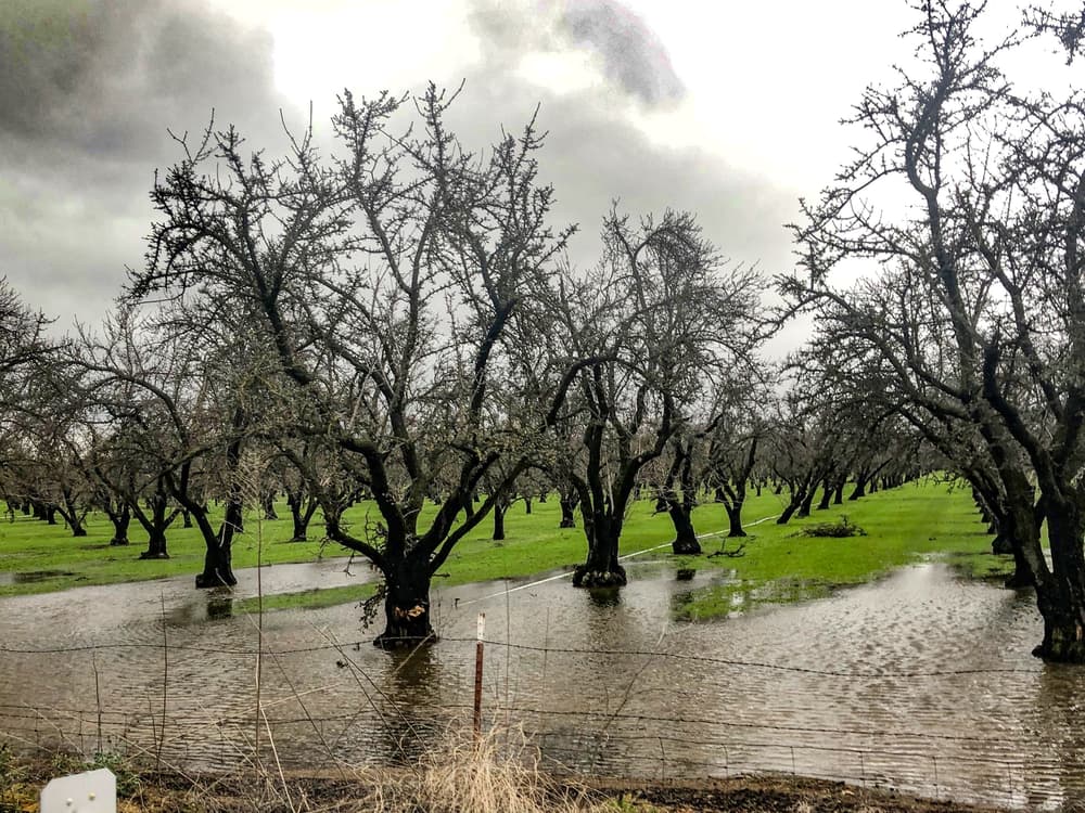 Rows of leafless trees stand in a flooded field under a cloudy, overcast sky, with patches of green grass visible among the water.