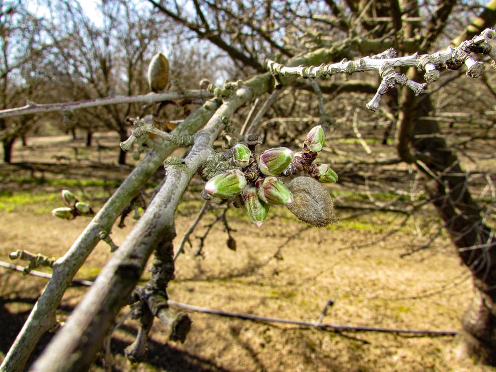 Close-up of a tree branch with several green and brown buds beginning to bloom; out-of-focus branches and dry ground are visible in the background.