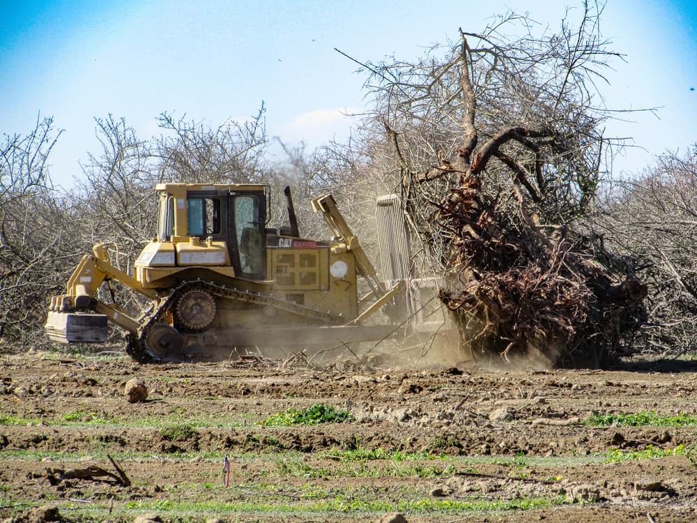 A bulldozer is uprooting and moving a large, leafless tree on dry, dusty ground with sparse vegetation.