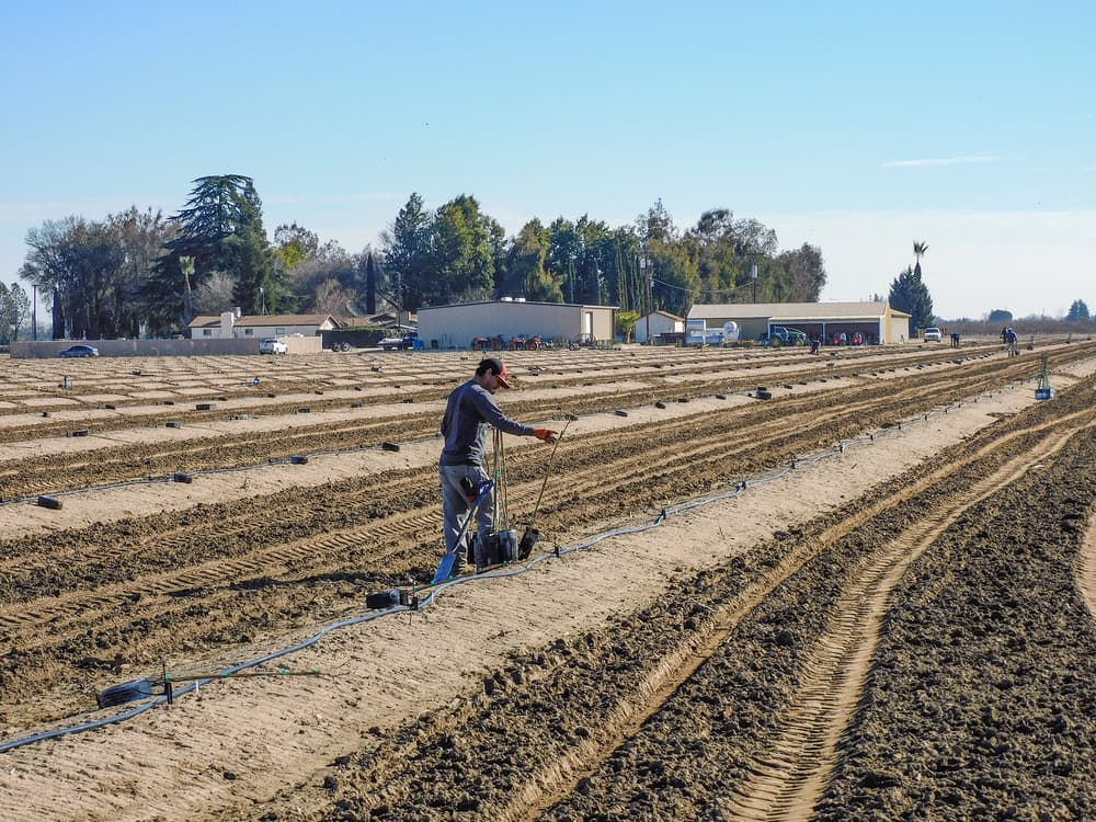 A person stands in a large, plowed agricultural field, working with irrigation lines on a sunny day. Nearby are buildings and trees under a clear blue sky.