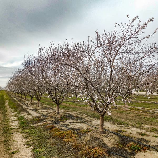 Rows of blossoming trees in an orchard, with drip irrigation lines visible on the ground and a cloudy sky overhead.