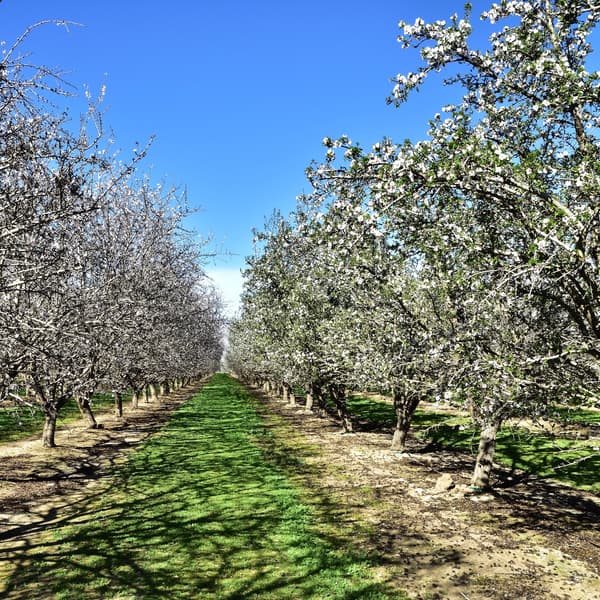 A row of trees in an orchard, with some trees bare and others flowering, under a clear blue sky. A grassy path runs through the center.