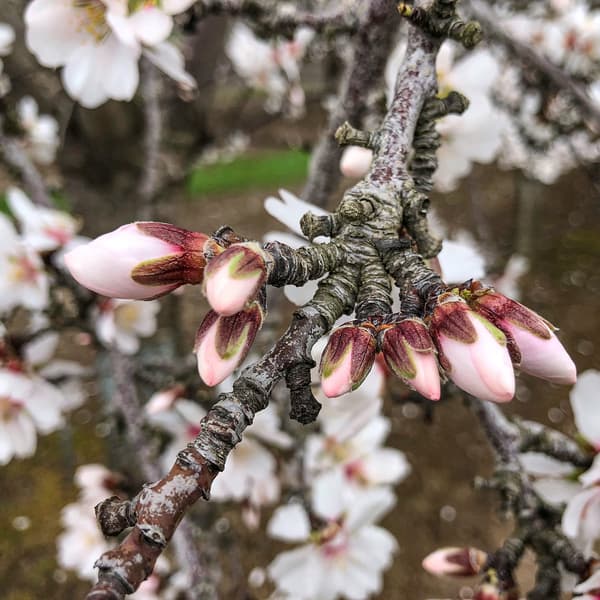 Close-up of several pink and white cherry blossom buds and flowers on a tree branch, with blurred blossoms in the background.