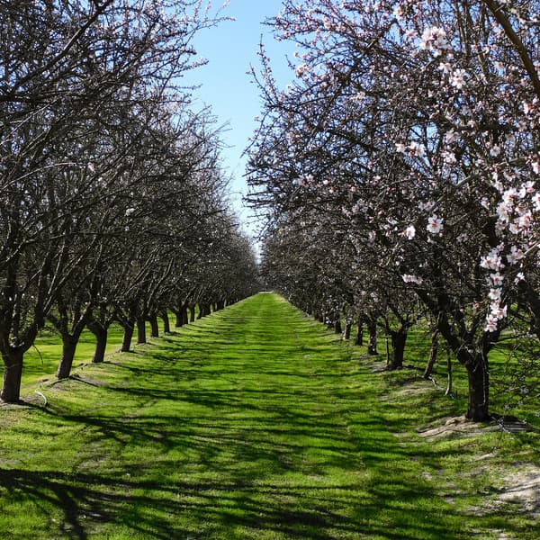 Rows of leafless trees line a green grassy path under a clear blue sky, with a few clusters of white blossoms visible on the right.