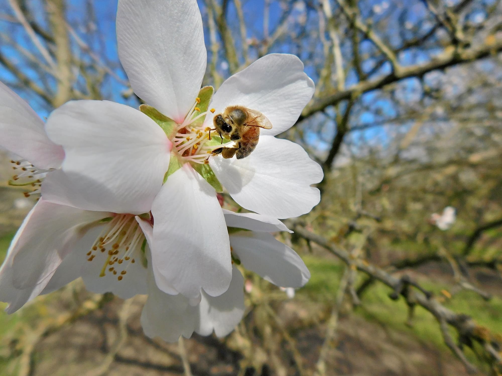 A bee collects pollen from a white flower on a tree branch with blurred branches and sky in the background.
