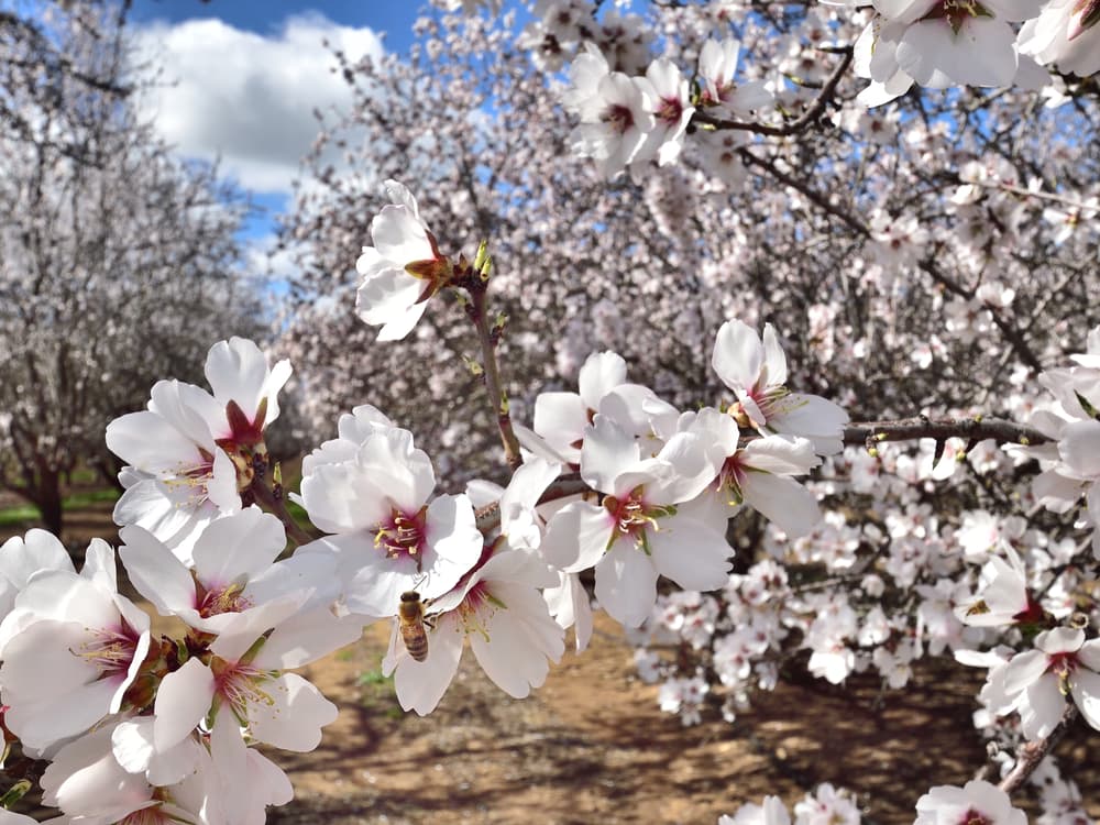 Close-up of blooming almond tree branches with white flowers, a bee collecting nectar, and a field of similar trees in the background under a partly cloudy sky.