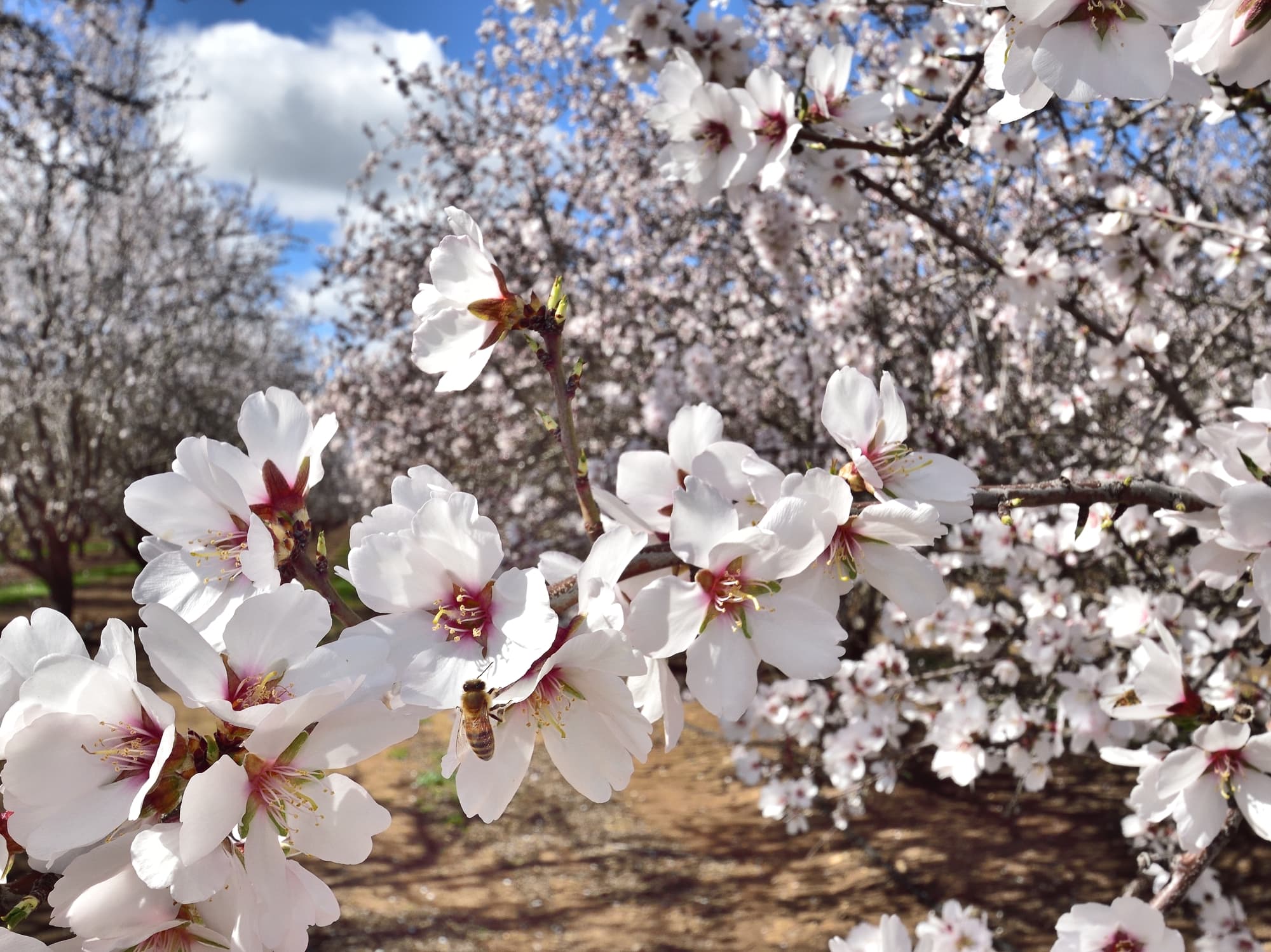 Close-up of blooming almond tree branches with white flowers, a bee collecting nectar, and a field of similar trees in the background under a partly cloudy sky.