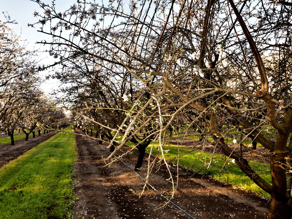 Almond trees with white blossoms line a dirt path in an orchard, with patches of green grass growing between the rows.