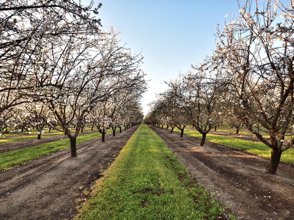 Rows of blossoming trees line a dirt path under a clear blue sky, with green grass running between the tree rows.