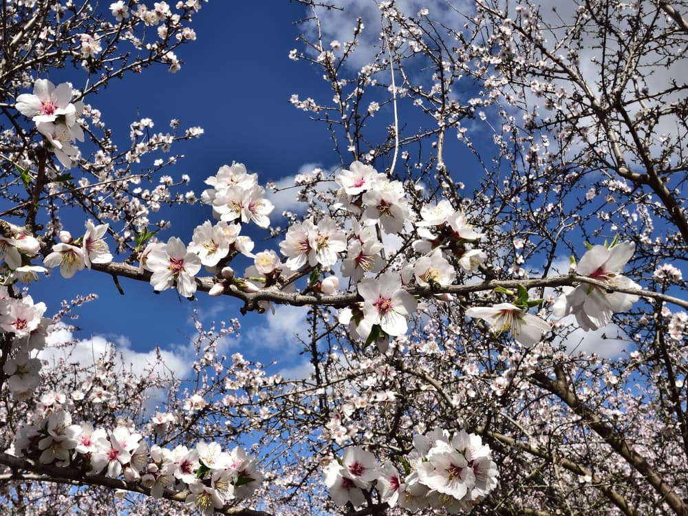 White and pink cherry blossoms on tree branches against a bright blue sky with scattered clouds.