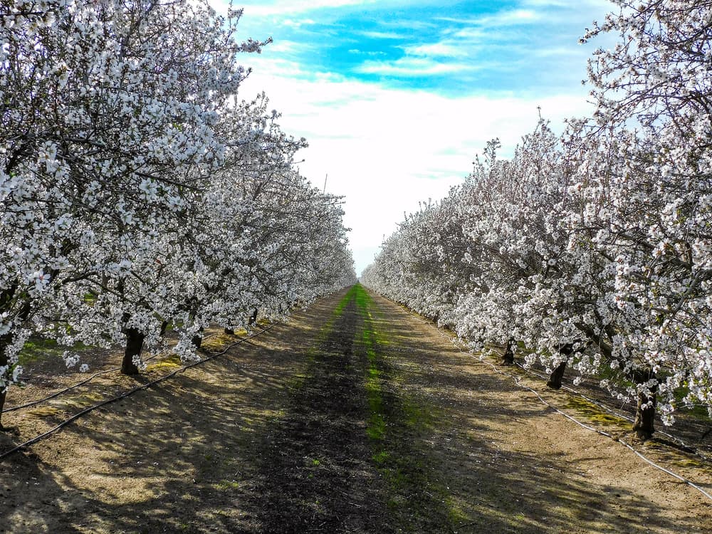 Rows of blossoming trees with white flowers line a dirt path under a blue sky with scattered clouds.
