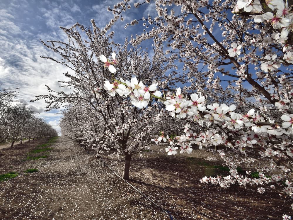 Rows of almond trees in full bloom, covered in white flowers, with petals scattered on the ground beneath a partly cloudy sky.