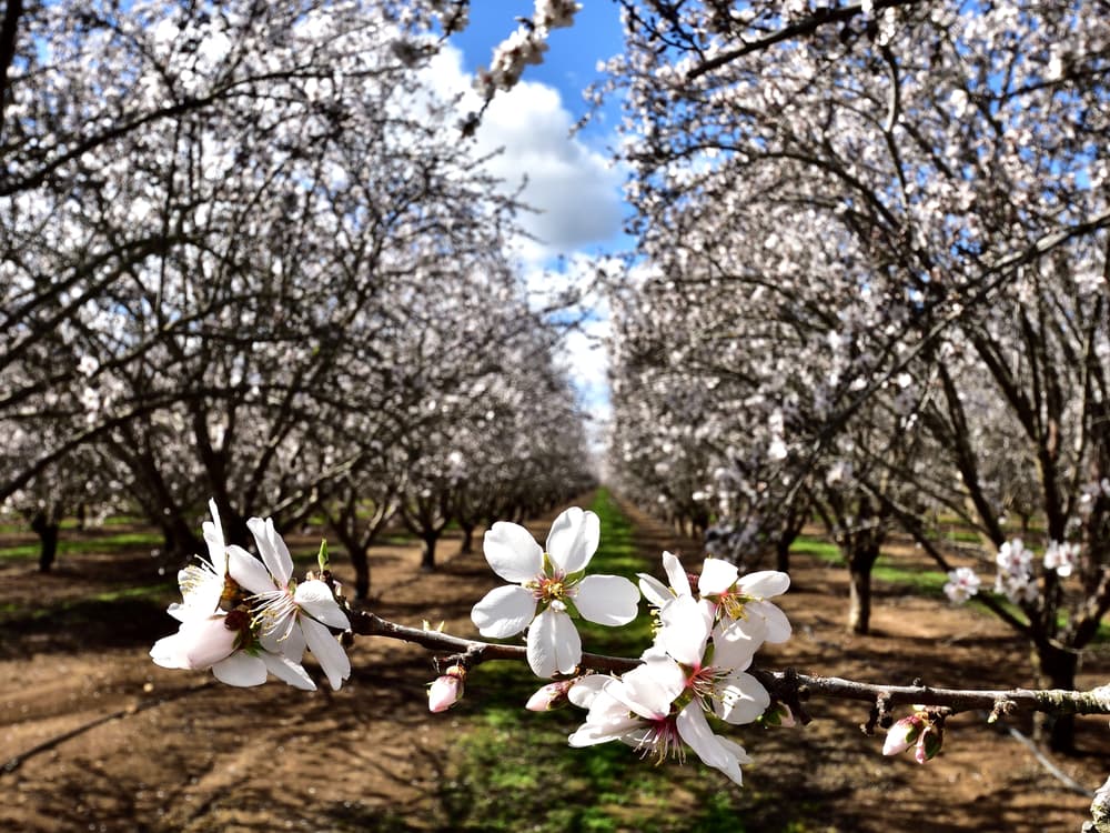 Close-up of white blossoms on a tree branch in the foreground, with rows of blooming trees in an orchard stretching into the distance under a partly cloudy sky.
