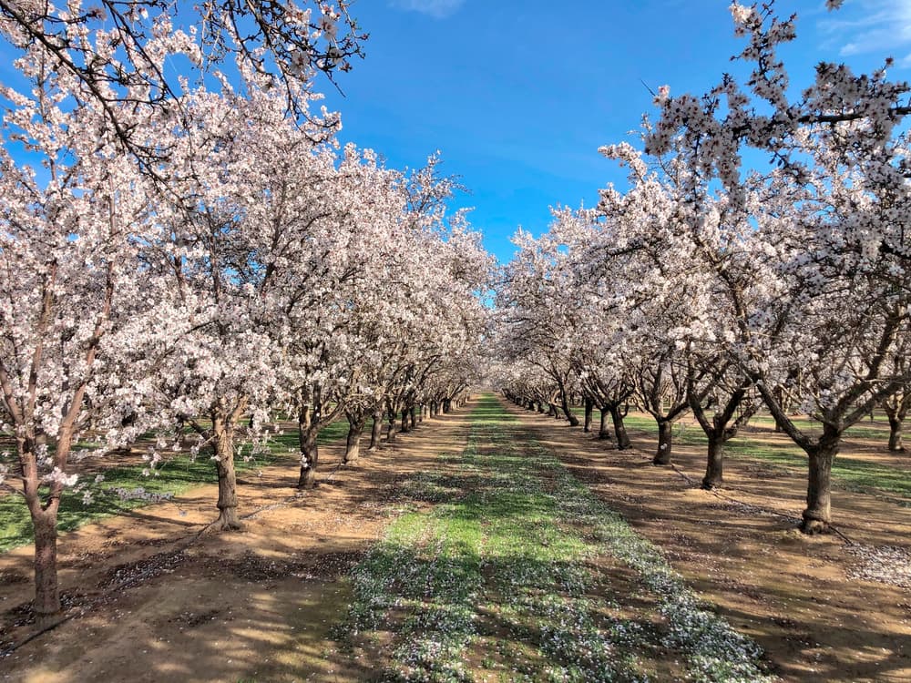 Rows of trees covered in white blossoms stand on either side of a grassy path under a clear blue sky.