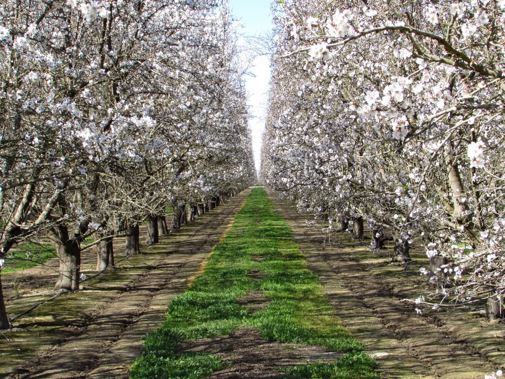 A symmetrical row of trees with white blossoms lines a grassy path under clear daylight.