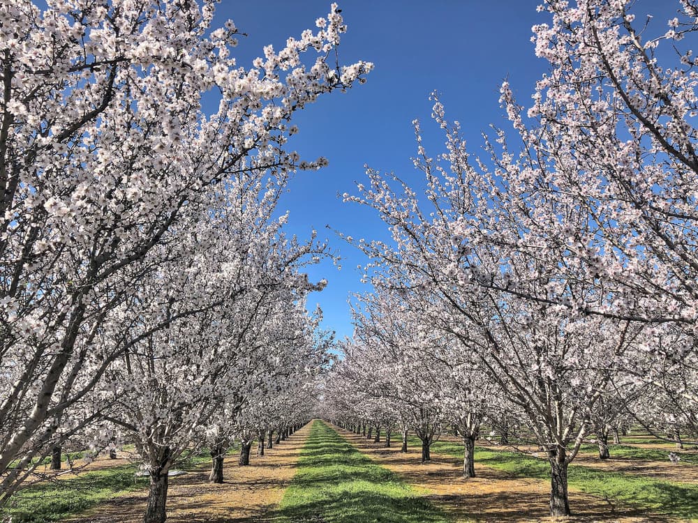 Rows of trees covered in pink and white blossoms stand under a clear blue sky, with green grass and brown soil visible between the rows.