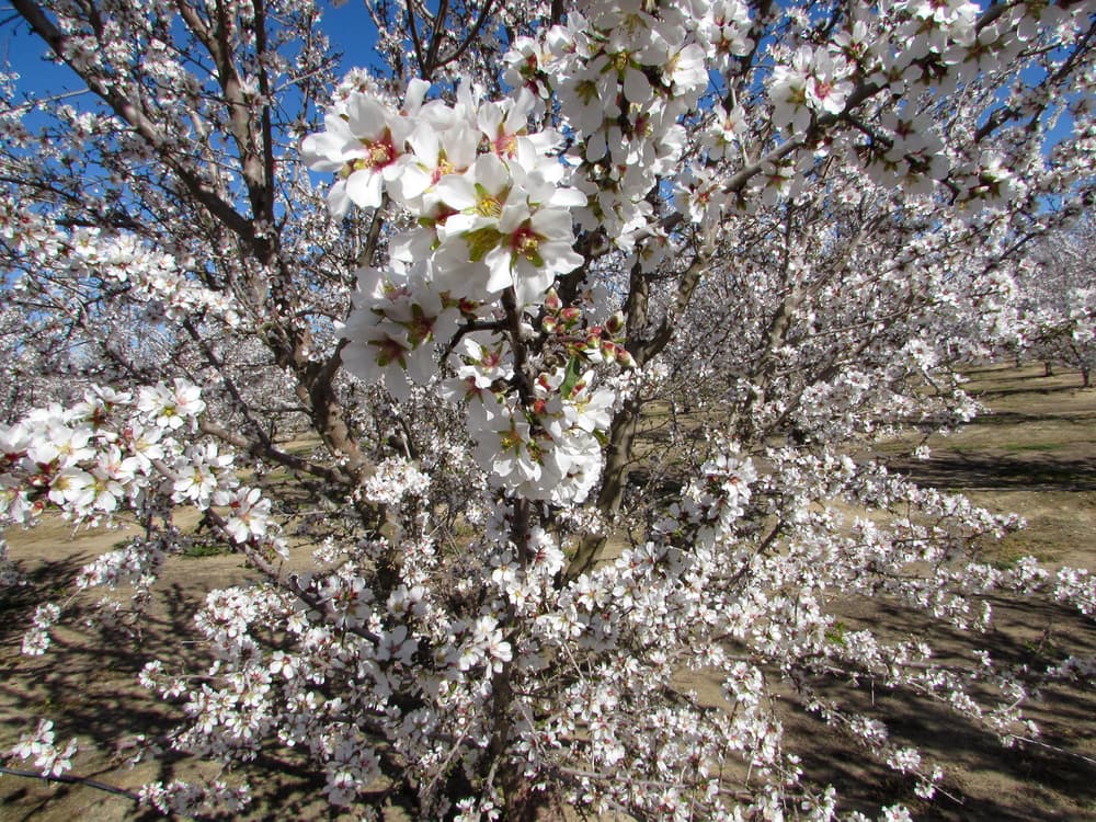 Close-up of almond tree branches covered with white blossoms against a blue sky, with more flowering trees in the background.