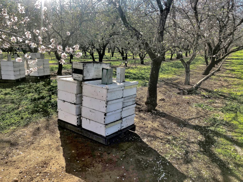 White beehive boxes sit on the ground in an orchard with blossoming trees under bright sunlight.