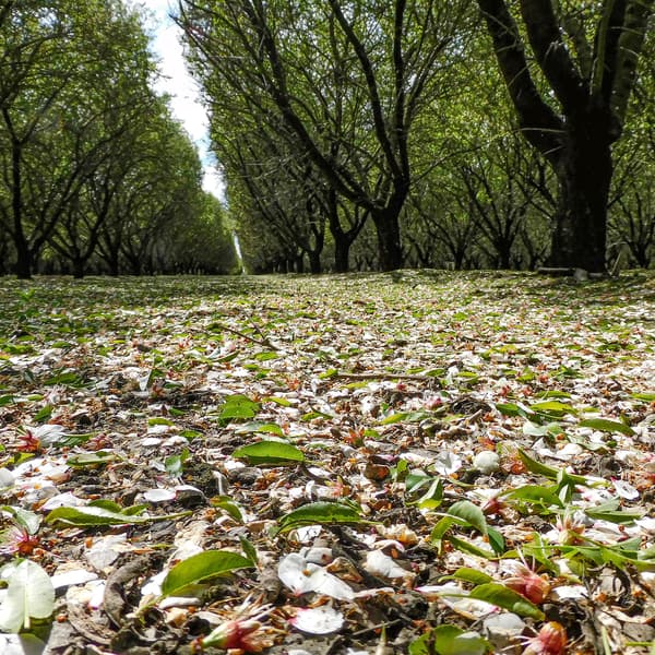 Low-angle view of a tree orchard with green leaves and white petals scattered on the ground, sunlight filtering through dense branches above.