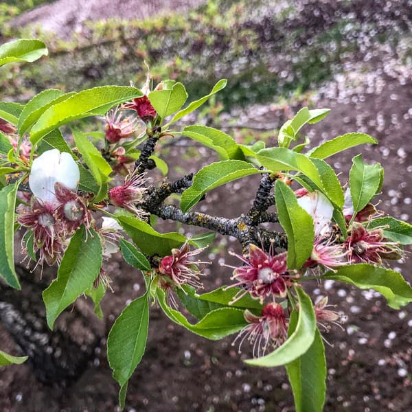 A tree branch with green leaves and remnants of pink flower blossoms, some petals fallen, against a blurred soil background.