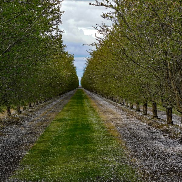 Straight path lined with evenly spaced trees on both sides, with green grass and scattered white petals on the ground under a cloudy sky.