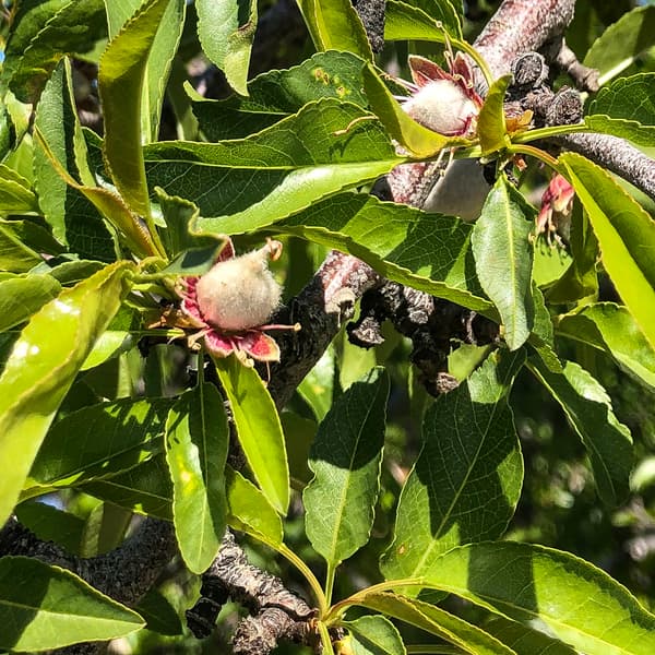 Close-up of a tree branch with elongated green leaves and a fuzzy, immature fruit growing among the foliage in sunlight.