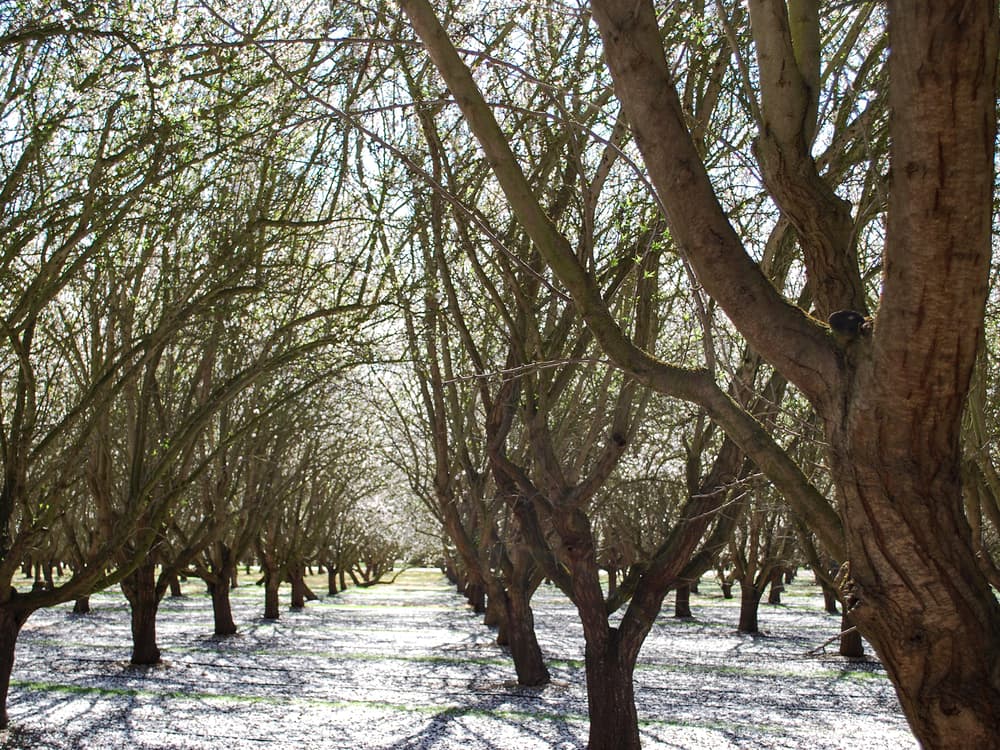 Rows of trees with bare branches stand in a sunlit orchard, casting shadows on the ground that is lightly covered with fallen blossoms or petals.