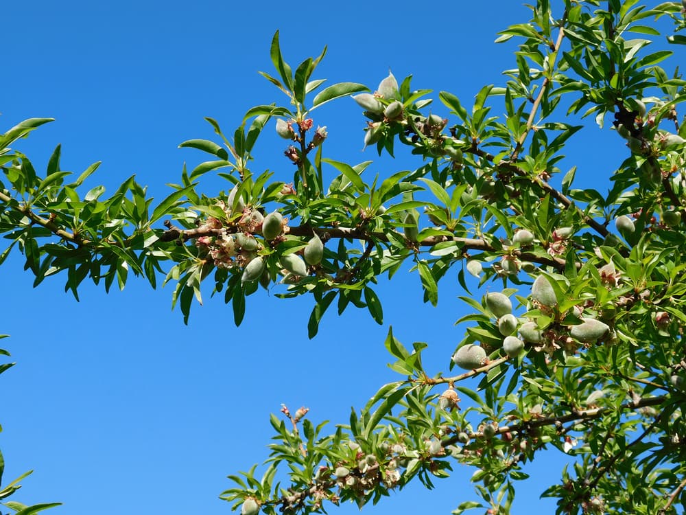 Almond tree branches with green leaves and immature almonds set against a clear blue sky.
