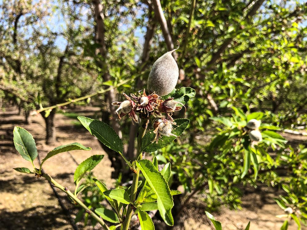 Close-up of an almond tree branch with green leaves and developing almonds, surrounded by more trees in a sunny orchard.