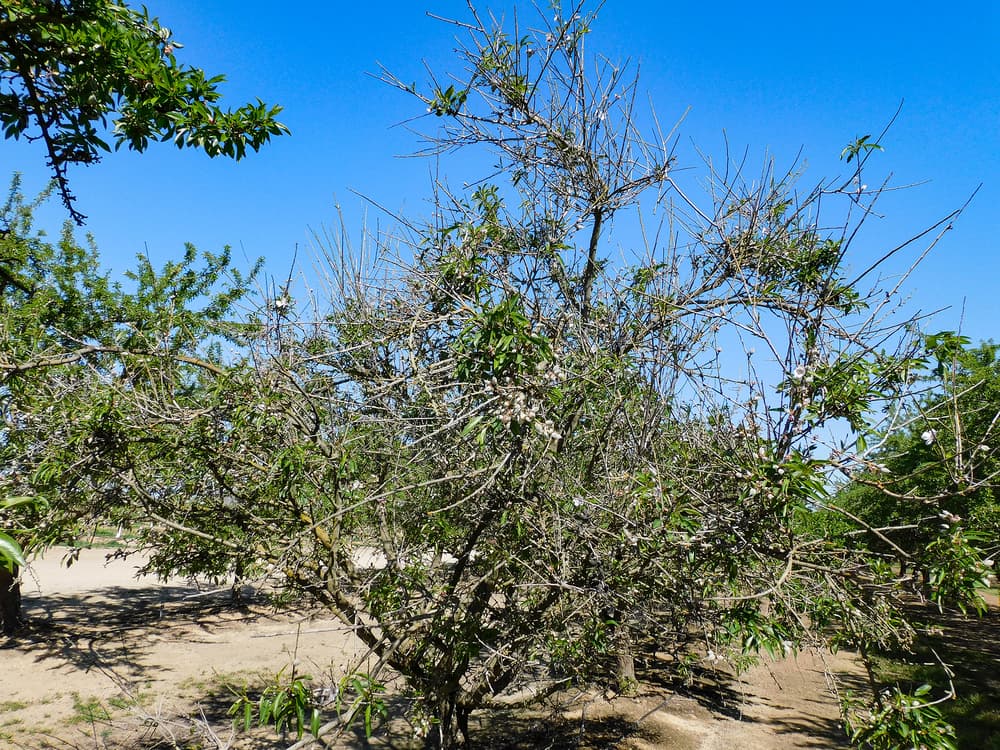 A tree with sparse green leaves and thin, bare branches stands in dry, sandy soil under a clear blue sky.