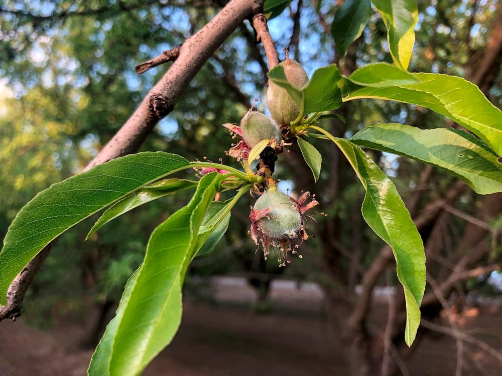 A close-up of young unripe peaches growing on a tree branch with green leaves, set against a blurred outdoor background.