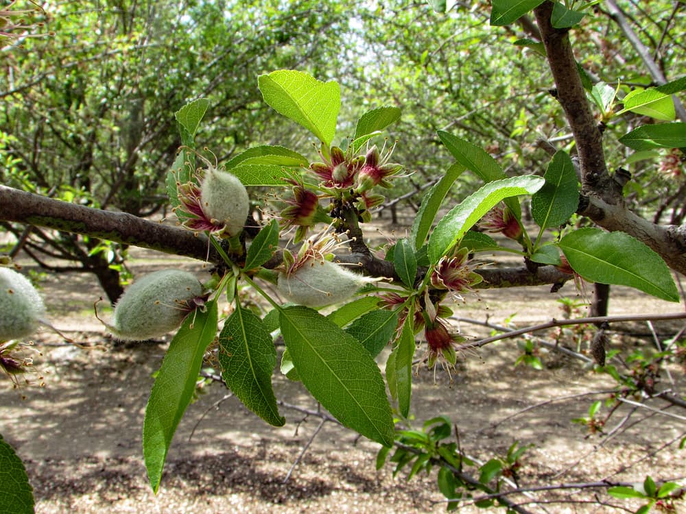 Close-up of almond tree branches showing green almond fruits and leaves, with more trees and soil visible in the background.