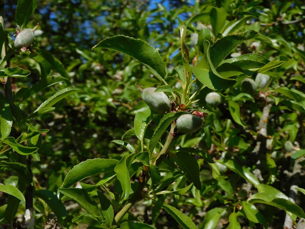 Close-up of a tree branch with green leaves and small, unripe fruits, set against a background of blurred foliage and blue sky.