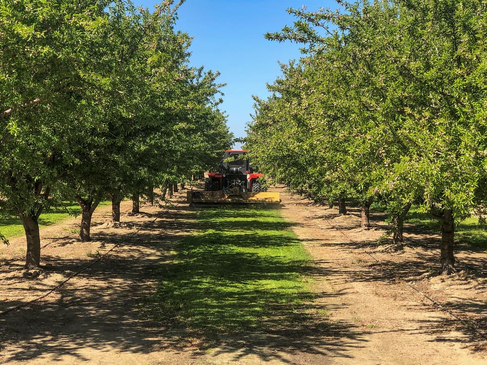 A tractor drives between rows of green trees in an orchard under a clear blue sky.