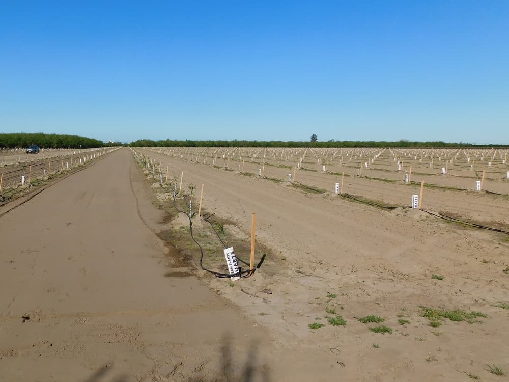 Young orchard with small trees planted in rows next to a dirt road under a clear blue sky. Wooden stakes and irrigation hoses are visible along each row.