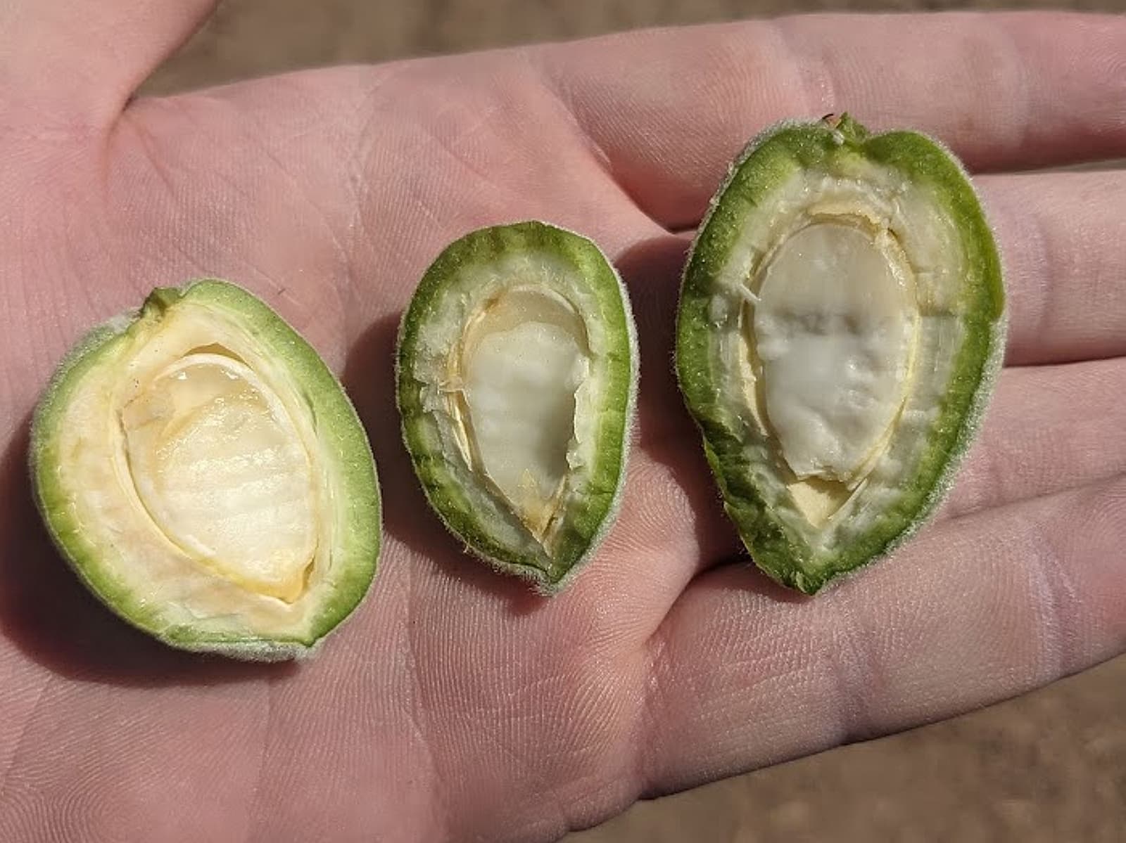 A hand holds three halves of green almond fruits, each showing the soft, white seed inside.
