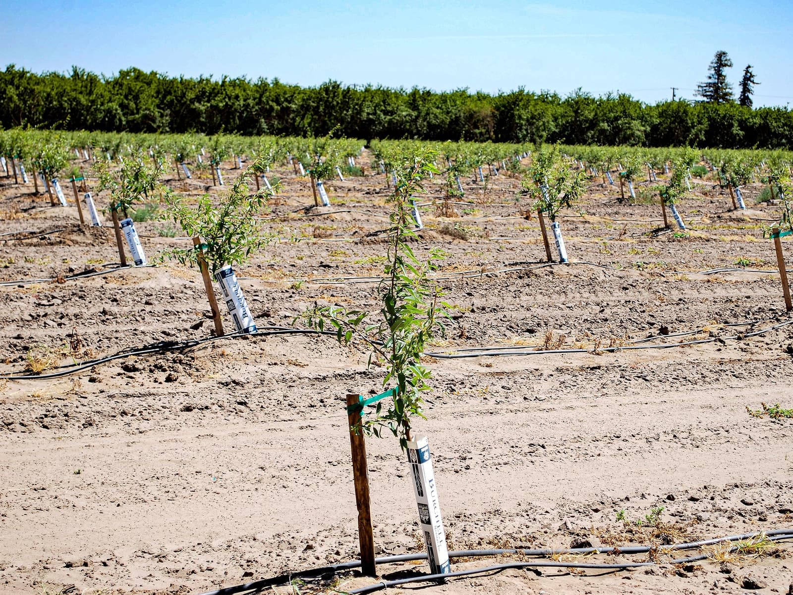Rows of young trees planted in dry soil, each supported by a stake and protective tube, with drip irrigation lines laid along the ground.