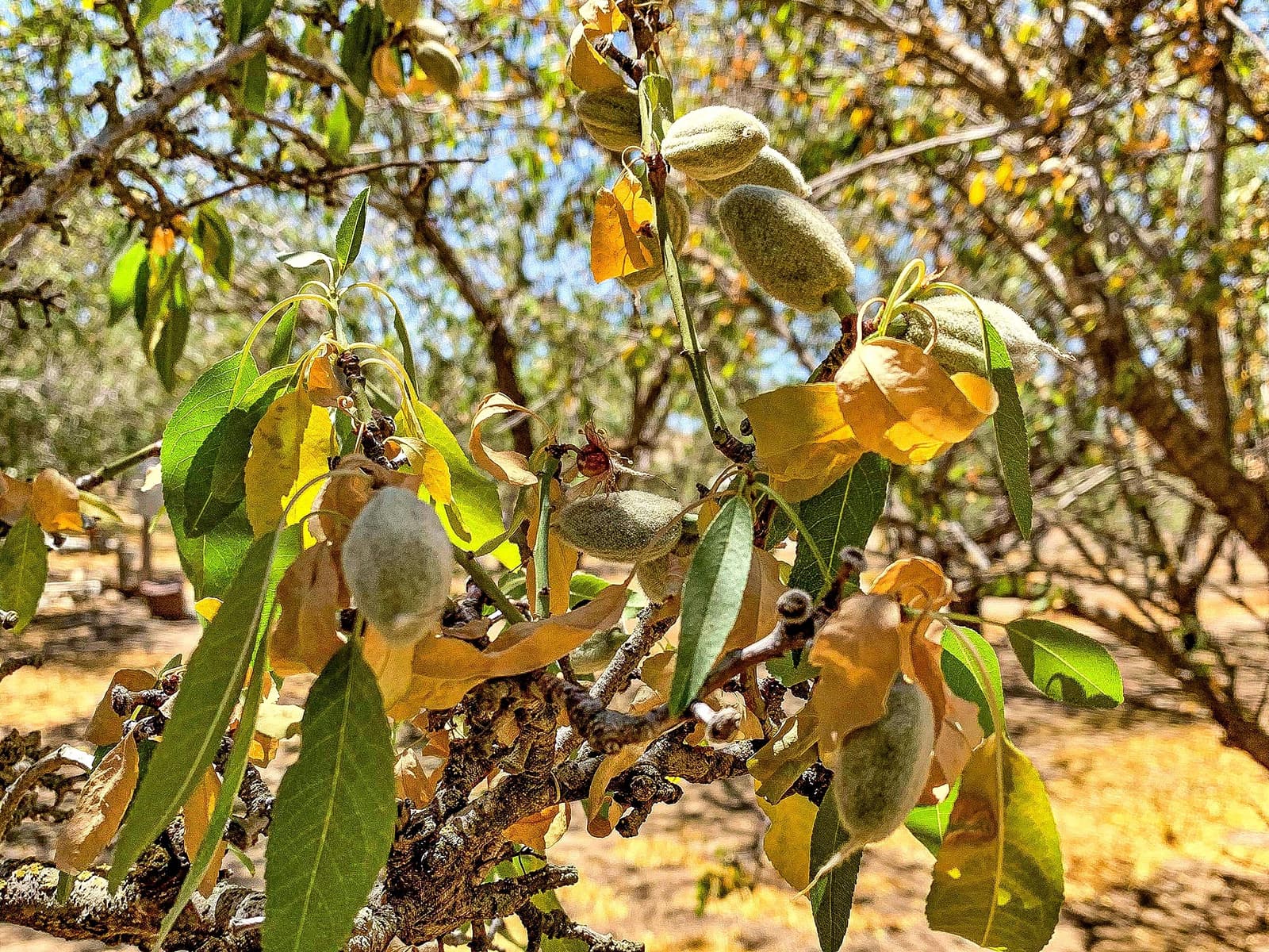 Close-up of an almond tree branch with green almonds and yellowing leaves, set against a background of more trees and dry ground.