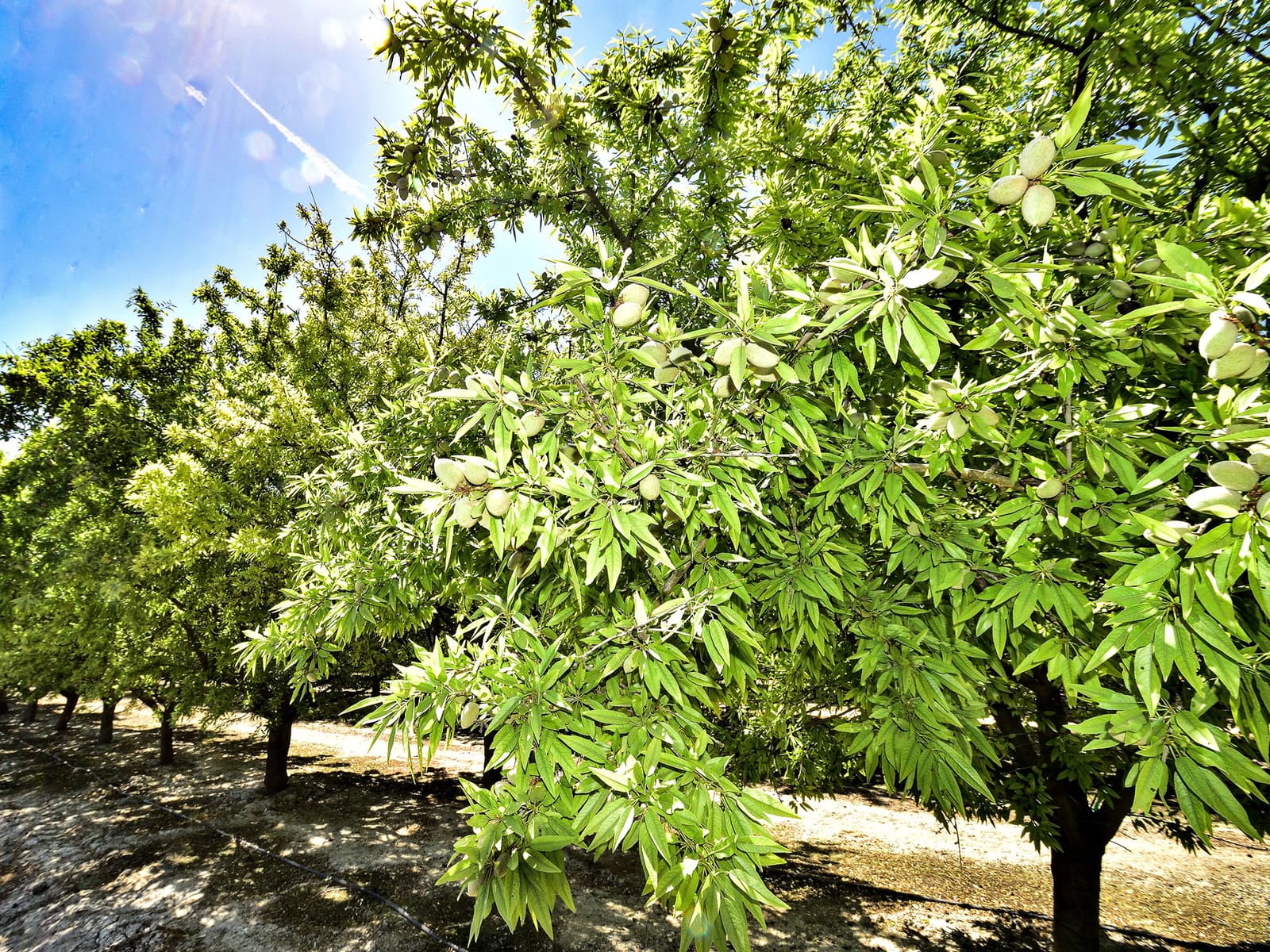 Rows of green-leaved almond trees with young almonds growing under bright sunlight in an orchard.