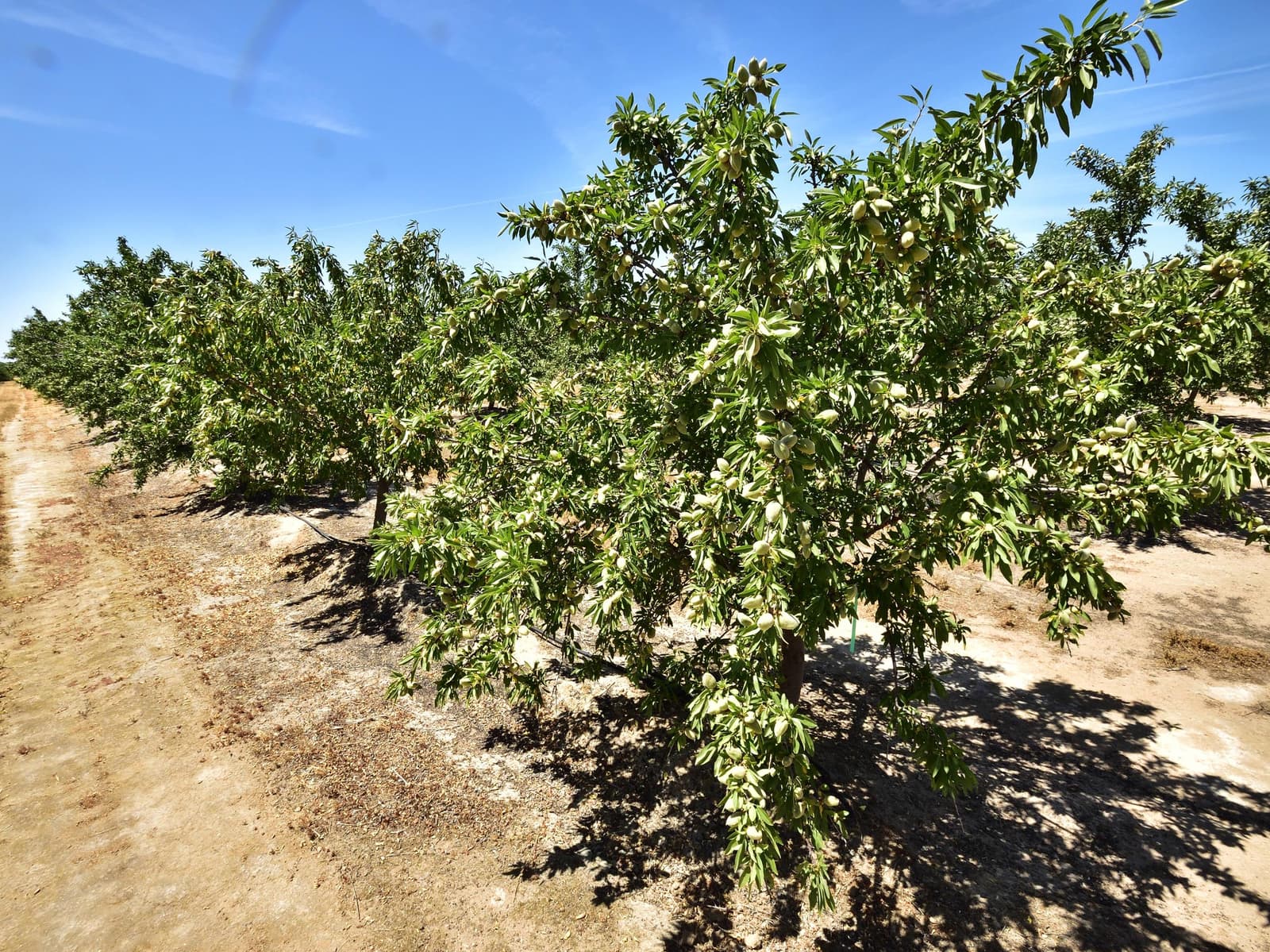 Rows of leafy almond trees grow in a sunlit orchard with dry soil and a clear blue sky above.
